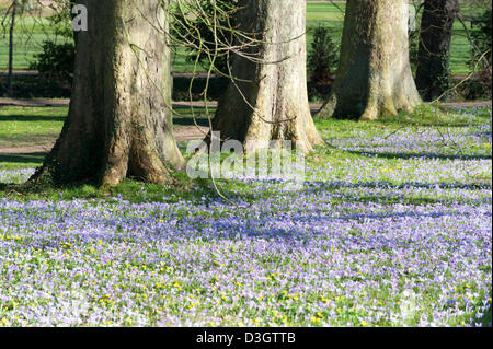 Cambridge, UK. 19 février 2013. Les crocus fleurissent dans un affichage spectaculaire derrière Trinity College Cambridge UK 19 février 2013. Une magnifique journée de beau temps apporté les fleurs à leur sommet aujourd'hui, dans une région appelée le dos derrière certaines des célèbres collèges de l'université. Une vague de froid devrait revenir plus tard cette semaine. Credit : Julian Eales / Alamy Live News Banque D'Images