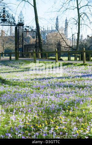 Cambridge, UK. 19 février 2013. Les crocus fleurissent dans un affichage spectaculaire derrière Trinity College Cambridge UK 19 février 2013. Une magnifique journée de beau temps apporté les fleurs à leur sommet aujourd'hui, dans une région appelée le dos derrière certaines des célèbres collèges de l'université. Une vague de froid devrait revenir plus tard cette semaine. Credit : Julian Eales / Alamy Live News Banque D'Images