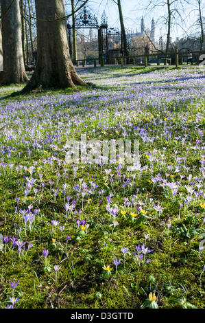 Cambridge, UK. 19 février 2013. Les crocus fleurissent dans un affichage spectaculaire derrière Trinity College Cambridge UK 19 février 2013. Une magnifique journée de beau temps apporté les fleurs à leur sommet aujourd'hui, dans une région appelée le dos derrière certaines des célèbres collèges de l'université. Une vague de froid devrait revenir plus tard cette semaine. Credit : Julian Eales / Alamy Live News Banque D'Images