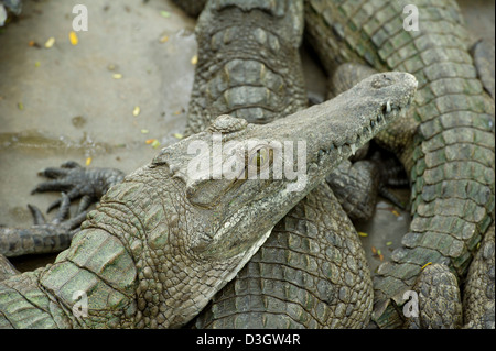 Les crocodiles du Nil, Village de Mamba crocodile farm, Mombasa, Kenya Banque D'Images