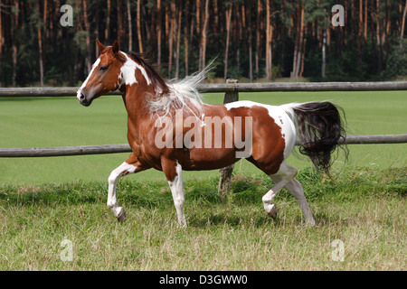 Paint horse femelle trottant sur prairie, Texas, United States Banque D'Images