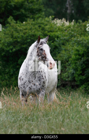 Portrait d'un cheval Knapstrup sur prairie, Texas, United States Banque D'Images