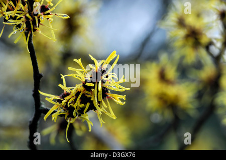 Hamamelis mollis hamamélis chinois janvier hiver jaune noisetiers libre focus sélectif arbustes à feuilles caduques arbres fleurs pétales Banque D'Images
