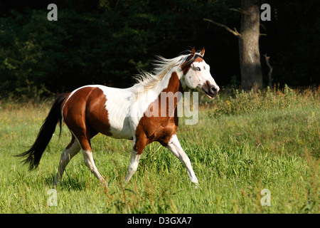 Paint horse mâle trottant sur prairie, Texas, United States Banque D'Images