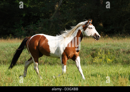 Paint horse mâle trottant sur prairie, Texas, United States Banque D'Images