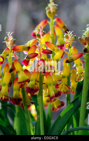 Lachenalia aloides cape coucou bleu fleurs fleurs fleurs couleurs jaune rouge les plantes d'intérieur à l'intérieur de l'adjudication Banque D'Images