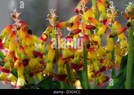 Lachenalia aloides cape coucou bleu fleurs fleurs fleurs couleurs jaune rouge les plantes d'intérieur à l'intérieur de l'adjudication Banque D'Images