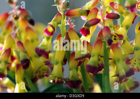 Lachenalia aloides cape coucou bleu fleurs fleurs fleurs couleurs jaune rouge les plantes d'intérieur à l'intérieur de l'adjudication Banque D'Images