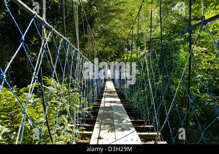 Rio Dulce, Guatemala, Hacienda Tijax Jungle Lodge. La nature et la jungle canopy randonnée pédestre, augmentation de la corde Parcours jungle. Banque D'Images