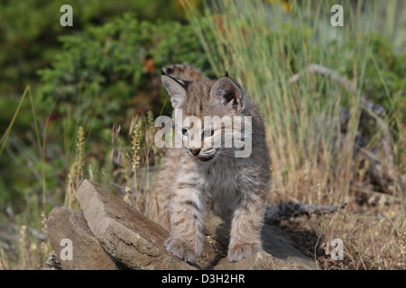 Chaton de Bobcat Banque D'Images