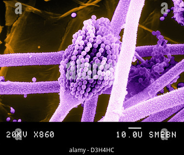 ASPERGILLUS FLAVUS Banque D'Images