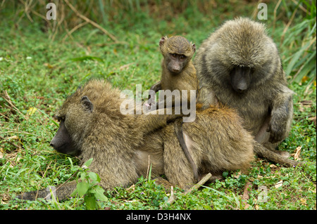 Les babouins Olive Papio cynocephalus avec bébé ( anubis), le Parc National de Nairobi, Nairobi, Kenya Banque D'Images