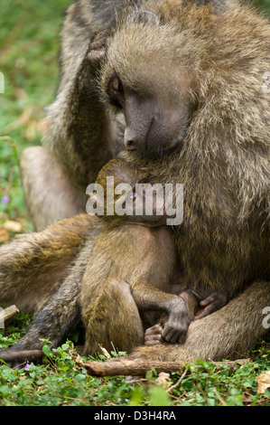 Les babouins Olive Papio cynocephalus avec bébé ( anubis), le Parc National de Nairobi, Nairobi, Kenya Banque D'Images