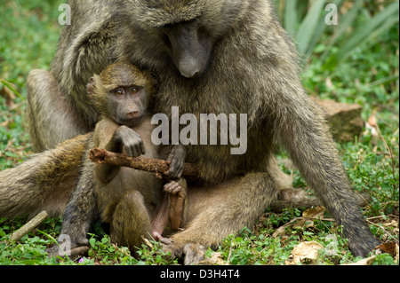 Les babouins Olive Papio cynocephalus avec bébé ( anubis), le Parc National de Nairobi, Nairobi, Kenya Banque D'Images