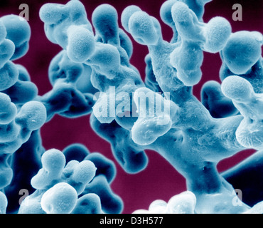 Alvéole pulmonaire, SEM Banque D'Images