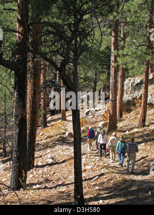 Le Parc National du Grand Canyon : NR Cliff Springs Trail 0130 Banque D'Images