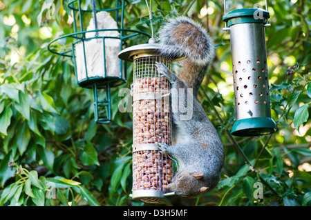 L'Écureuil gris (Sciurus carolinensis) ouvrir un jardin mangeoire pour voler les arachides. Banque D'Images