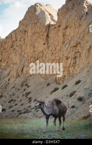 Lone chameau dans le corridor de Wakhan, Badakhshan, Afghanistan Banque D'Images