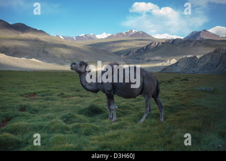 Lone chameau dans le corridor de Wakhan, Badakhshan, Afghanistan Banque D'Images