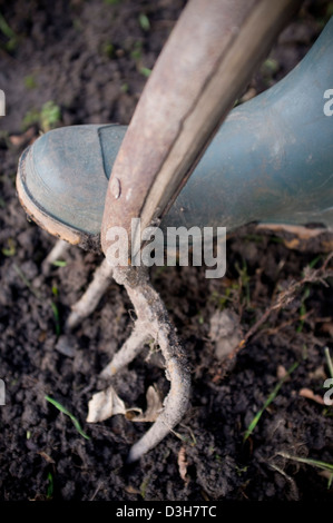 Creuser et préparer le terrain en sol prêt pour planter des légumes, fruits et fleurs. Banque D'Images