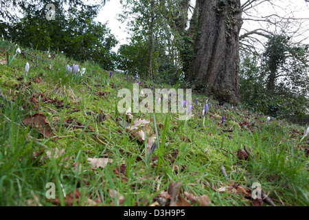 Crocus fleurs en croissance dans l'herbe sous un arbre au jardin Charles Darwin accueil du Mont à Shrewsbury, Shropshire, England UK KATHY DEWITT Banque D'Images