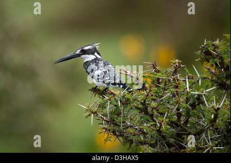 Pied Kingfisher Ceryle rudis, Crescent, refuge de gibier de l'île sur le lac Naivasha, Kenya Banque D'Images