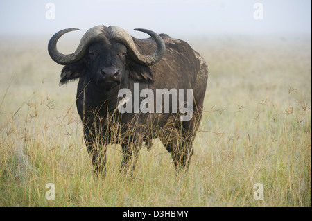 Buffalo (Syncerus caffer caffer), Parc national du lac Nakuru, Kenya Banque D'Images