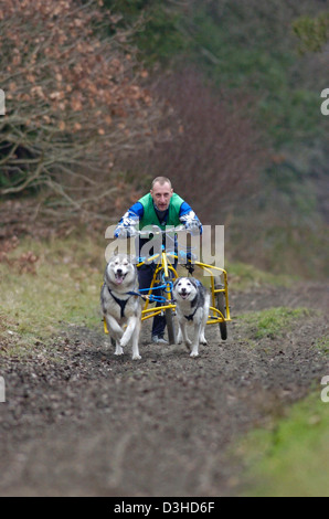 Les membres de l'Husky Sibérien Club de Grande-Bretagne à la compétition de la 'Forêt Pembrey Rally' près de Llanelli, Royaume-Uni. Banque D'Images