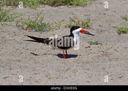 Skimmer Rynchops niger noir (mâle) sur Santa Barbara Beach, Californie, USA en juillet Banque D'Images