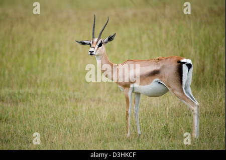 Grant's (Gazella granti), Parc national du lac Nakuru, Kenya Banque D'Images