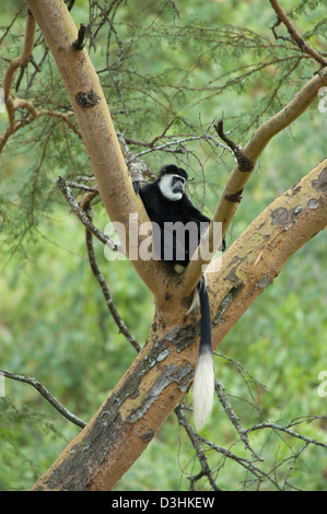 Le Colobe noir et blanc (Colobus guereza), Parc national du lac Nakuru, Kenya Banque D'Images