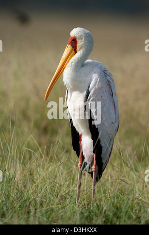 Yellow-billed Stork, Mycteria ibis, Parc national du lac Nakuru, Kenya Banque D'Images