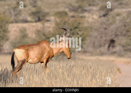 Bubale Alcelaphus buselaphus (rouge), l'homme adulte, la marche dans l'herbe sèche, Kgalagadi Transfrontier Park, Northern Cape, Afrique du Sud, l'Afrique Banque D'Images