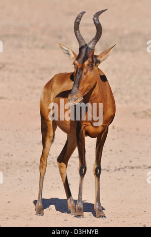 Bubale Alcelaphus buselaphus (rouge), adulte, Kgalagadi Transfrontier Park, Northern Cape, Afrique du Sud, l'Afrique Banque D'Images