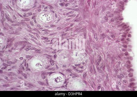 OVAIRE, HISTOLOGIE Banque D'Images