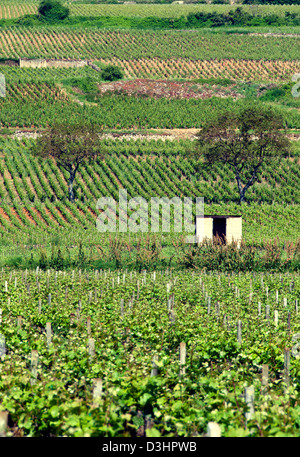 Campagne française vignes Beaune Bourgogne ( Bourgogne) France Banque D'Images