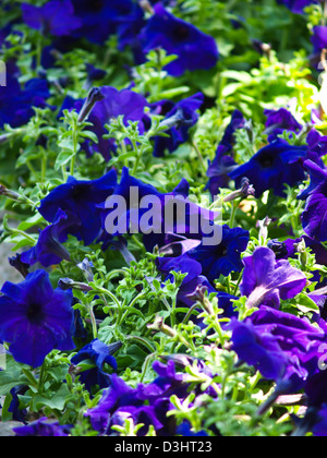 Bush Clockvine , Thunbergia affinis S. , plante à fleurs tropicales. Banque D'Images