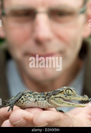 Karl-Heinz Voigt est titulaire d'un 18 jours à la progéniture de crocodiles d'élevage de crocodiles et le logement à Golzow, Allemagne, 18 février 2013. Depuis 1987, Karl-Heinz Voigt a été tenue et l'élevage des crocodiles à ses installations, qui sont ouverts au public de mai à septembre. Photo : Patrick Pleul Banque D'Images