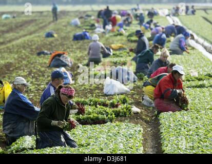 (Afp) - la récolte de l'Europe de l'est ferme sur un champ de radis à Mutterstadt, Allemagne, 27 avril 2004. Chaque année, un grand nombre de travailleurs agricoles de l'Europe orientale, principalement la Pologne, venir en Allemagne pour travailler dans les fermes pendant la saison des récoltes. Radis à côté de divers autres légumes sont récoltés au printemps. Banque D'Images