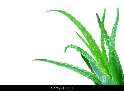 Cactus Aloe vera feuilles vert frais réflexion isolée Banque D'Images