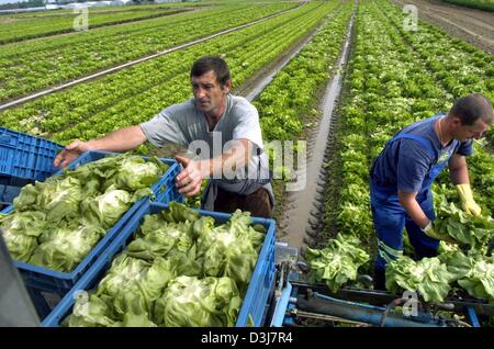 (Dpa) - Polonais journaliers salade de la récolte sur un champ de Friesenheim, Allemagne, le 29 avril 2004. Chaque année, un grand nombre de travailleurs agricoles de France Venir en Allemagne pour travailler dans les fermes pendant la saison des récoltes. À côté de diverses autres salade de légumes de printemps sont récoltés. Banque D'Images
