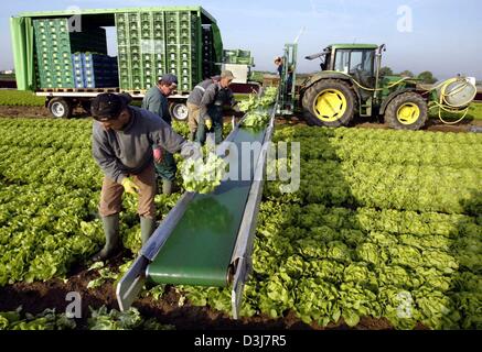 (Afp) - la récolte de l'Europe de l'est ferme sur un champ dans la salade de Mutterstadt, Allemagne, 27 avril 2004. Chaque année, un grand nombre de travailleurs agricoles de l'Europe orientale, principalement la Pologne, venir en Allemagne pour travailler dans les fermes pendant la saison des récoltes. À côté de diverses autres salade de légumes de printemps sont récoltés. Banque D'Images