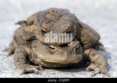 (Afp) - Une paire de crapauds s'asseoir sur le sol près de Radolfzell, Allemagne, 18 mars 2004. Doux et humide les premiers jours du printemps doit mettre en évidence toutes sortes d'amphibiens qui traversent les rues et routes. Comme ces deux crapauds dans un des centaines d'animaux comme les grenouilles, les tritons et les salamandres sont en dager à exécuter sur et tué lors de leur chemin vers leurs lieux de nidification. Banque D'Images