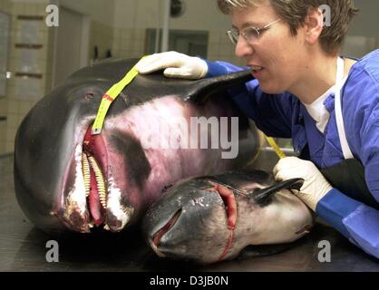 (Afp) - Les fichiers Hasselmeier Ilka Biologiste examine les cadavres d'un brin dolphine à nez blanc (Lagenorhynchus albirostris) et d'un marsouin commun (Phocoena phocoena) au laboratoire de l'Westkueste contre la recherche et de la technologie de l'Université de Kiel en Allemagne, Buesum, 23 octobre 2003. L'institut examine tous les cadavres des petites galles, dolphines et les phoques qui sont trouvés un Banque D'Images