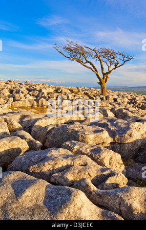 Parc national des Yorkshire Dales Twistleton SCAR arbre torsadé dans un trottoir calcaire Twistleton SCAR End Twistleton SCARS Ingleton Yorkshire Dales UK GB Banque D'Images