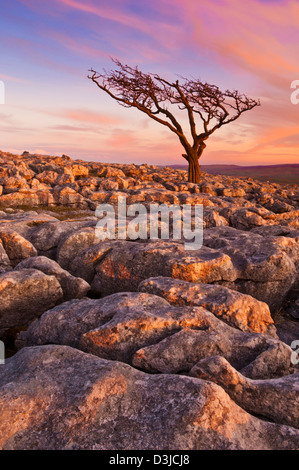 Parc national des Yorkshire Dales Twistleton SCAR arbre torsadé dans un trottoir calcaire Twistleton SCAR End Twistleton SCARS Ingleton Yorkshire Dales UK GB Banque D'Images