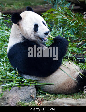 Le zoo d'Edinburgh, Ecosse, Royaume-Uni. 20e Février 2013. Les membres de l'UK Media se rassemblent à l'enceinte de panda mâle Yang Guang 'Sunshine', alors qu'il erre en arrière et l'avant marquage, faire part se dresse contre les murs et par l'ouverture de grillage métallique fermé qui le sépare de Tian Tian 'Sweetie'. Selon le personnel du zoo la paire sont des signes encourageants qu'ils sont prêts à s'accoupler et on espère que cela se produira dans les prochaines semaines.Yang Guang mange normalement 35kg de nourriture par jour, en ce moment il se nourrit principalement de 50kg de bambou. Banque D'Images