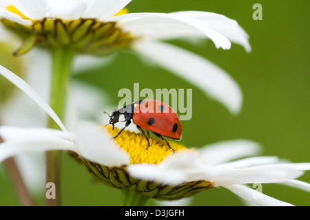 La coccinelle se meut sur une fleur de camomille Banque D'Images