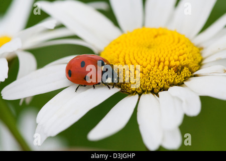 La coccinelle se meut sur une fleur de camomille Banque D'Images