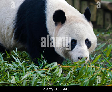 Le zoo d'Edinburgh, Ecosse, Royaume-Uni. 20e Février 2013. Les membres de l'UK Media se rassemblent à l'enceinte de panda mâle Yang Guang 'Sunshine', alors qu'il erre en arrière et l'avant marquage, faire part se dresse contre les murs et par l'ouverture de grillage métallique fermé qui le sépare de Tian Tian 'Sweetie'. Selon le personnel du zoo la paire sont des signes encourageants qu'ils sont prêts à s'accoupler et on espère que cela se produira dans les prochaines semaines. Yang Guang mange normalement 35kg de nourriture par jour, en ce moment il se nourrit principalement de 50kg de bambou. Banque D'Images